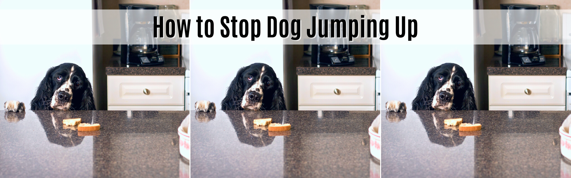 how to stop dogs jumping up on countertops