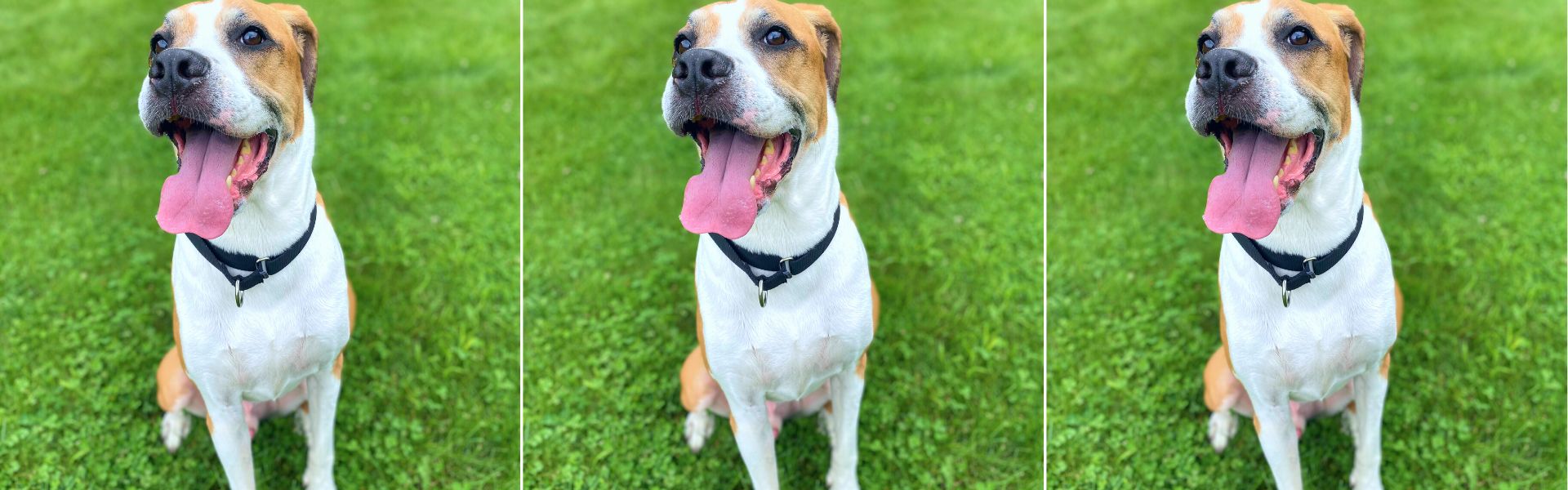 how to get your dog to focus on you outside