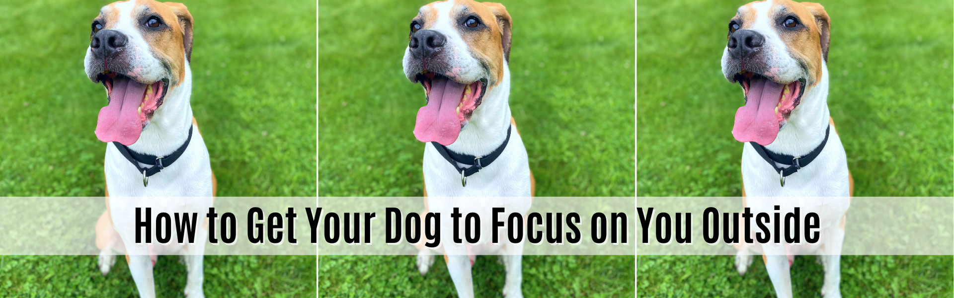 how to get your dog to focus on you outside