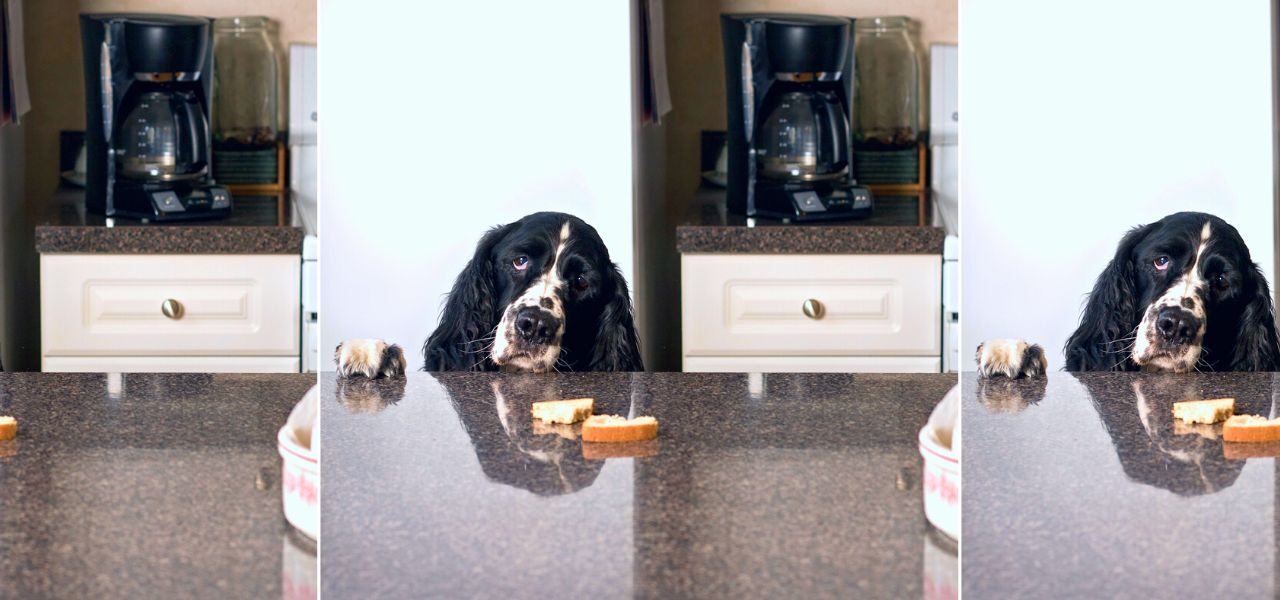 how to stop dogs jumping up on countertops