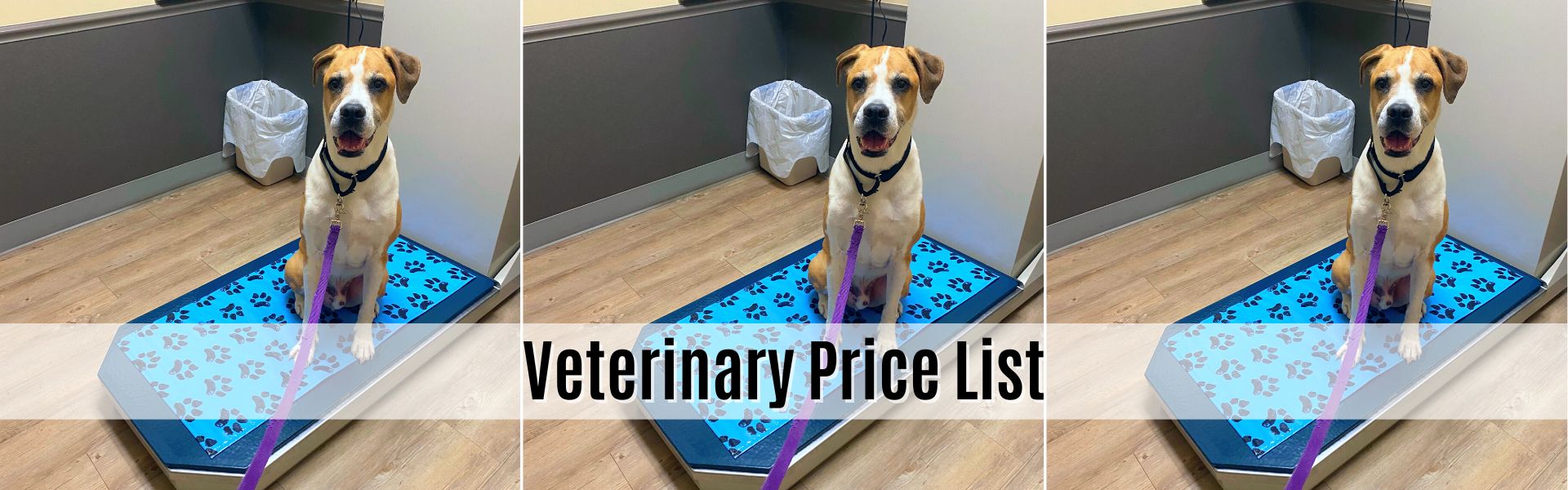 veterinary price list 
