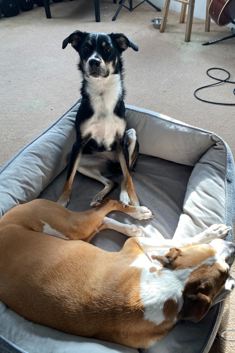 Toby and Ace Discount Code Toby and Ace Dog Bed Review