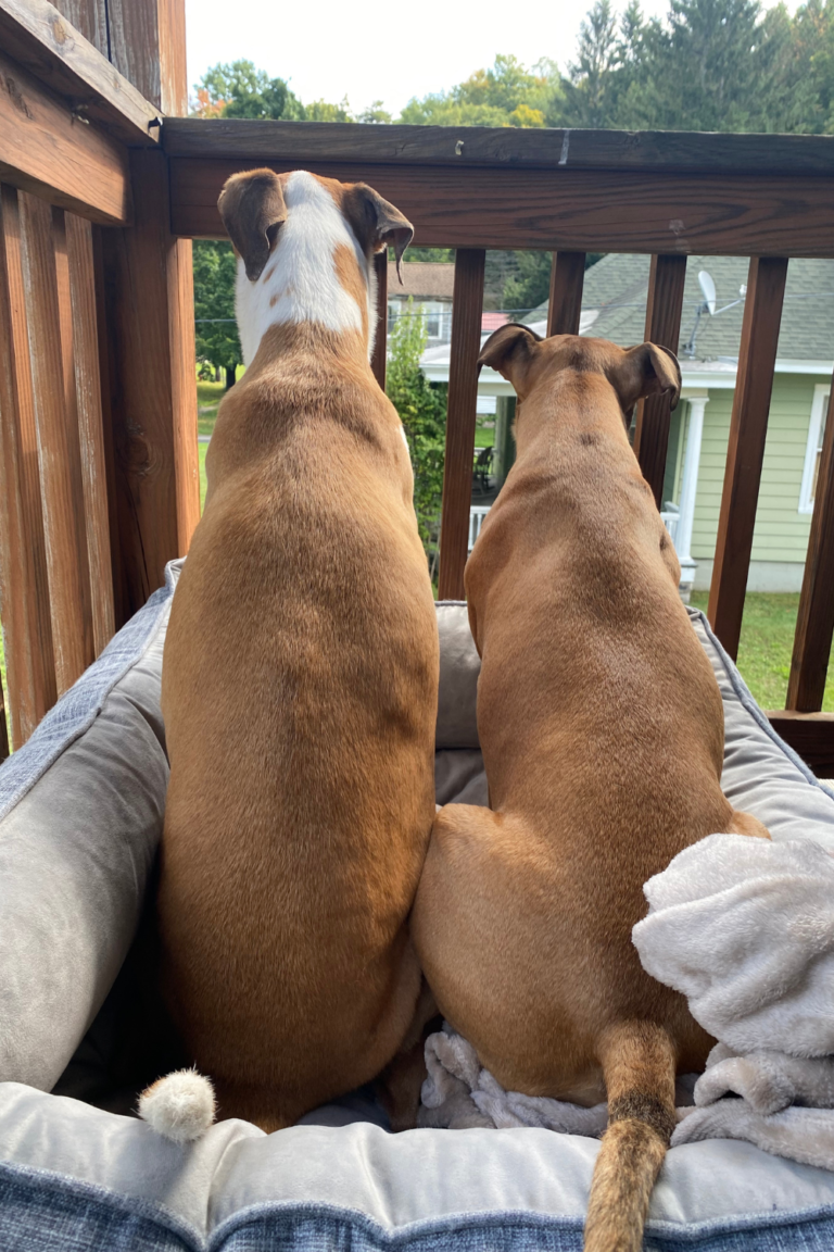 Toby and Ace Discount Code Toby and Ace Dog Bed Review