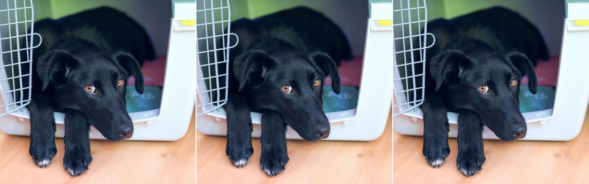 Crate Training a Rescue Dog 5 Tips for Teaching Your Dog to Love the Crate