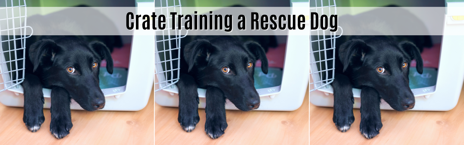 crate training a rescue dog