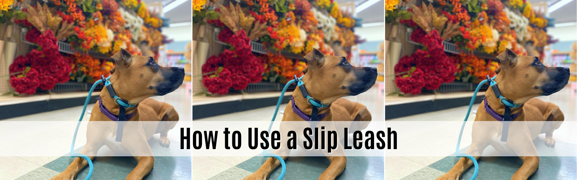 how to use a slip leash