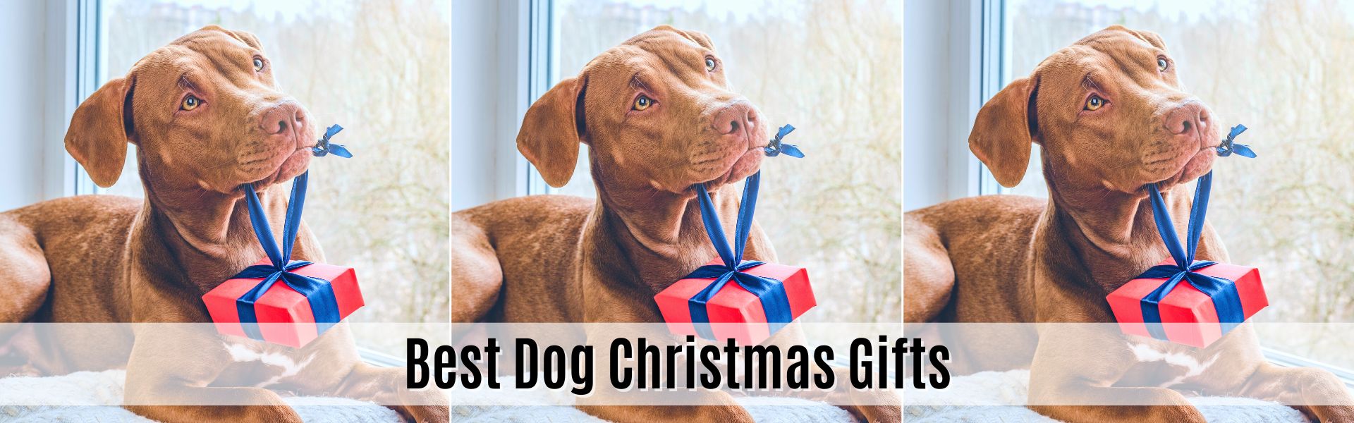 best dog christmas gifts