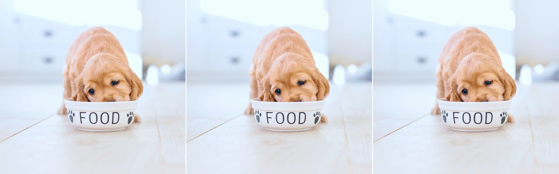 Puppy Eats Too Fast! 16+ Ways to Help Your Dog Eat Slower