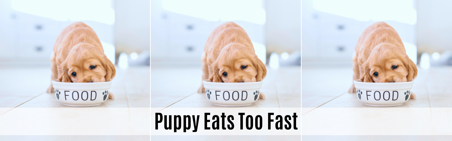 puppy eats too fast 