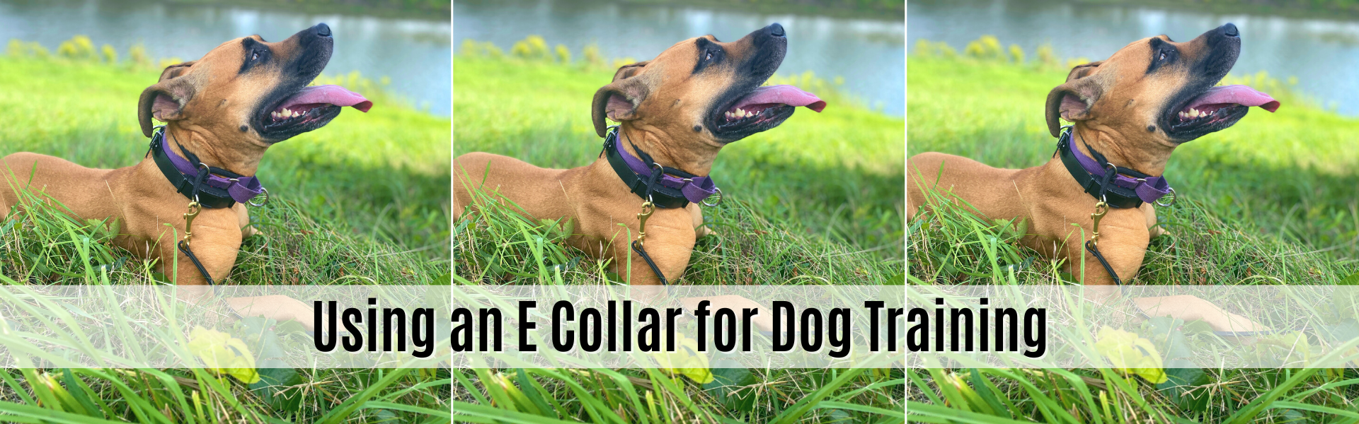 using an e collar for dog training