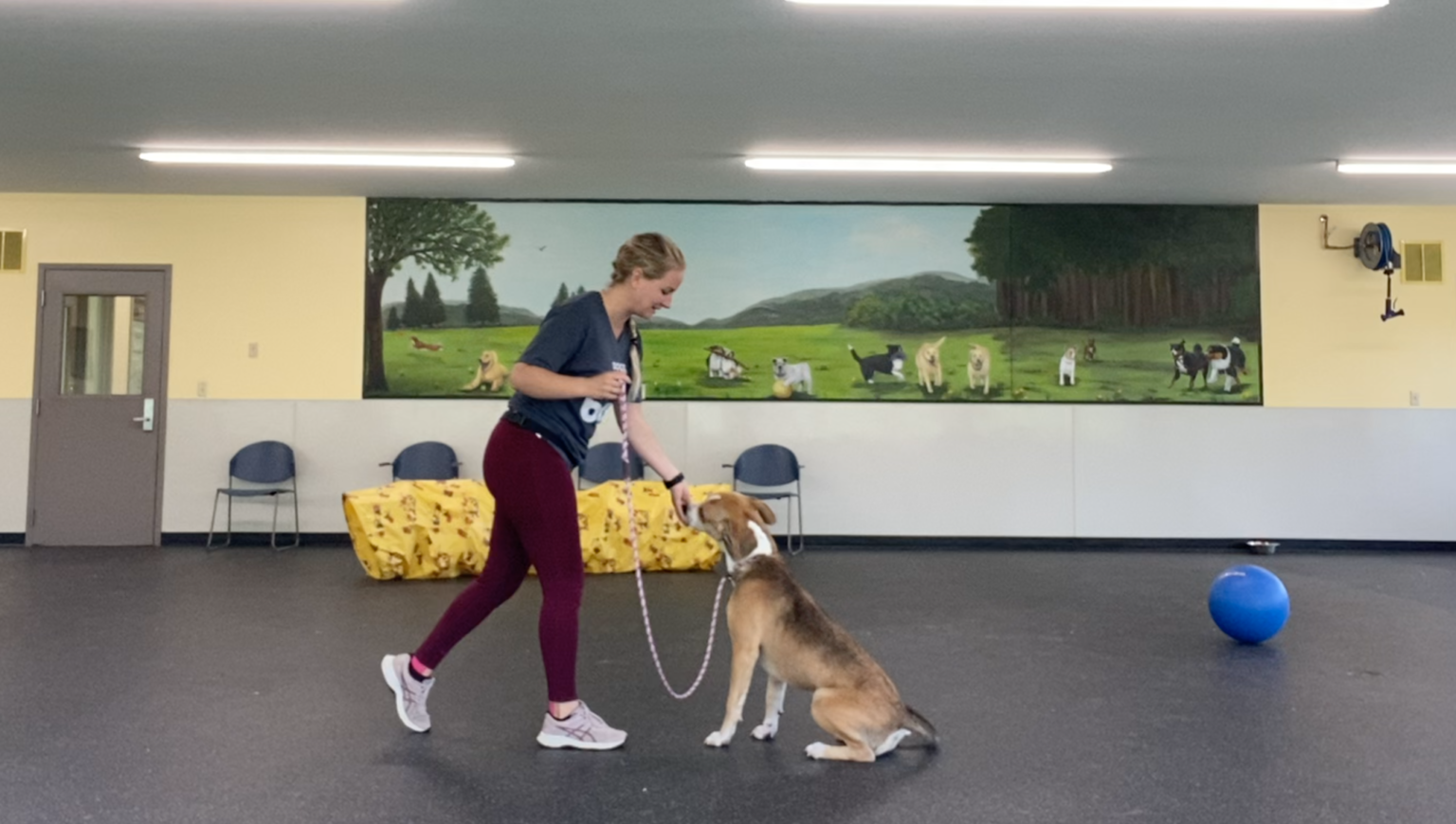 Puppy Eats Too Fast! 16+ Ways to Help Your Dog Eat Slower