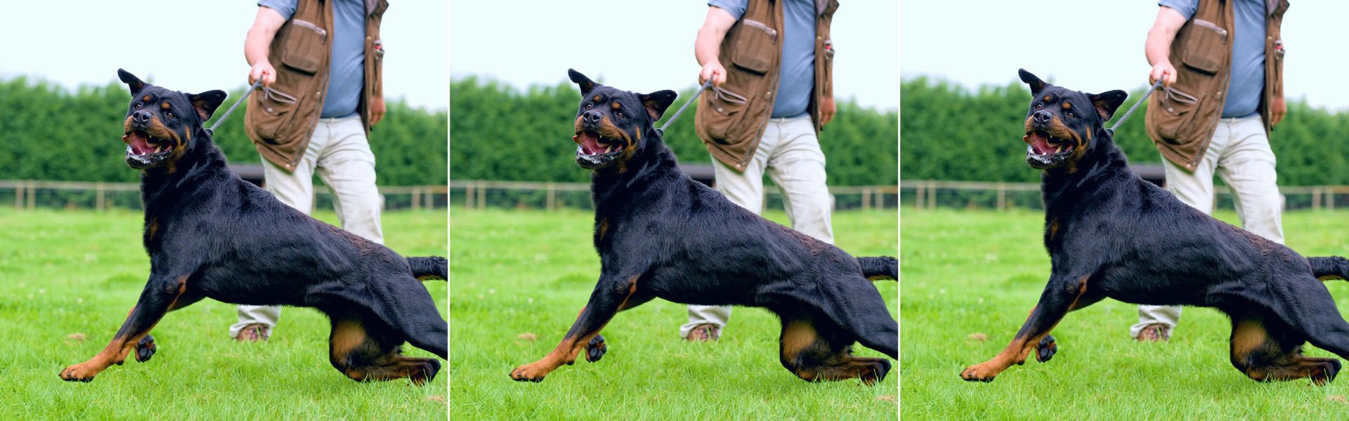 dog training for reactive dogs