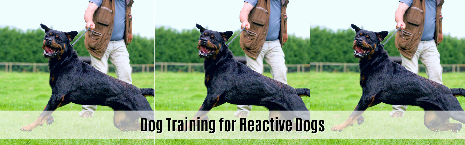 dog training for reactive dogs