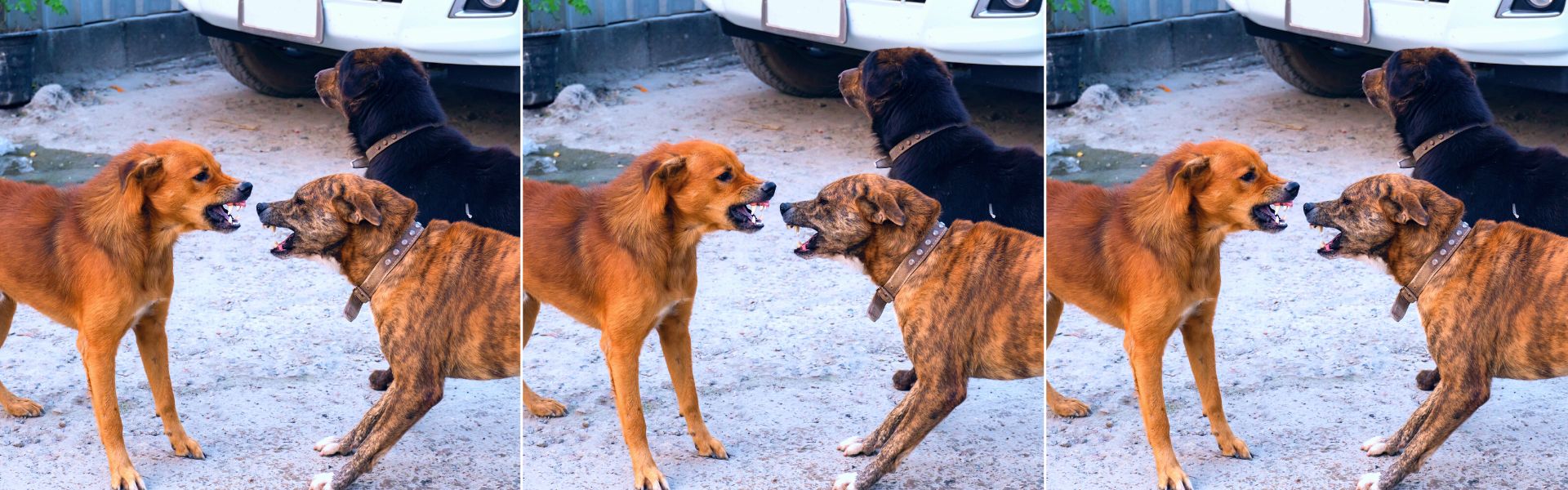 my two dogs keep fighting