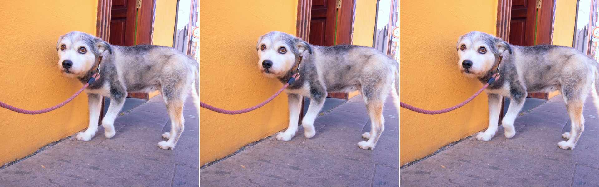 how to stop a dog from nervous peeing
