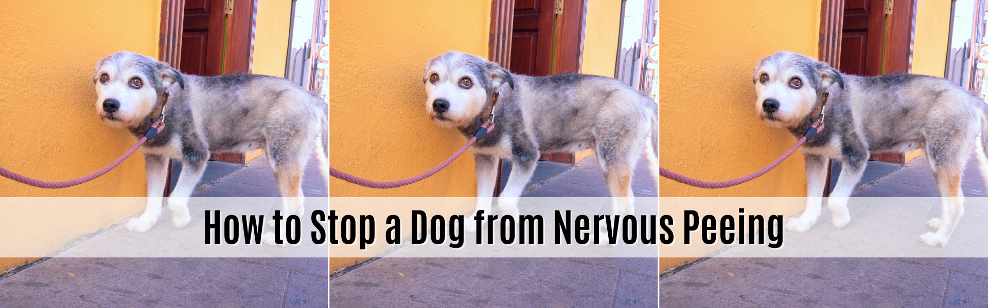 how to stop a dog from nervous peeing