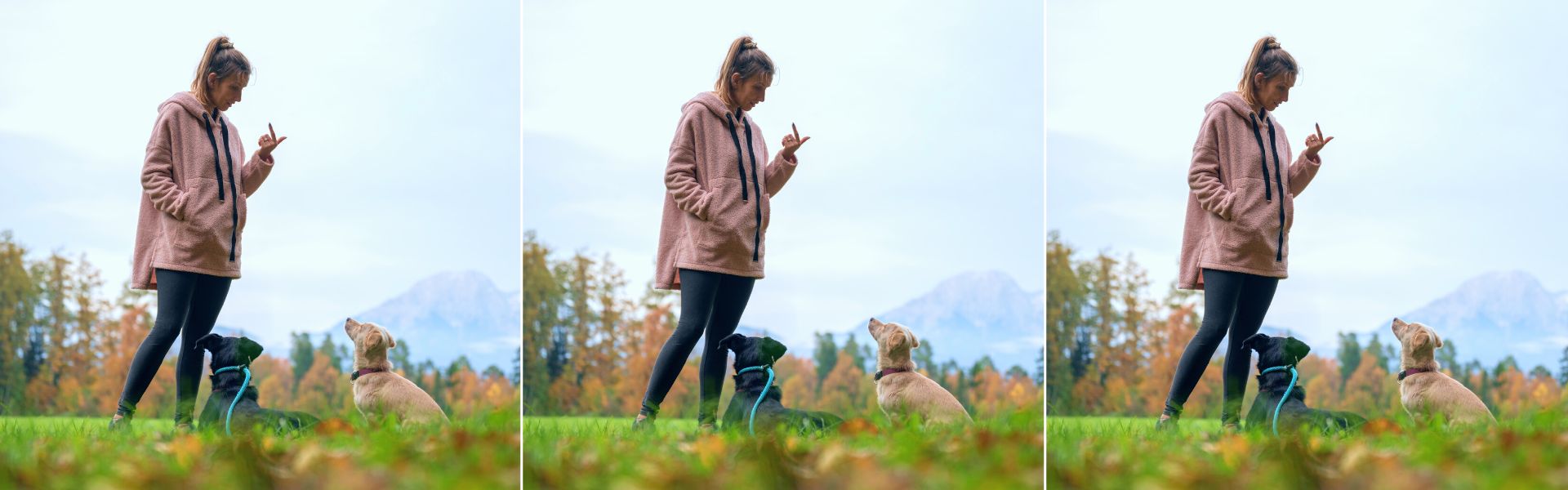 training two dogs at once