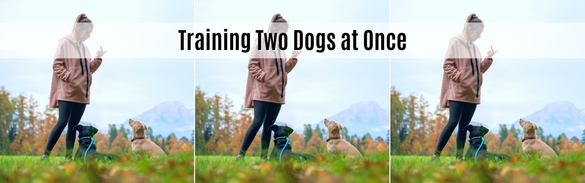 training two dogs at once