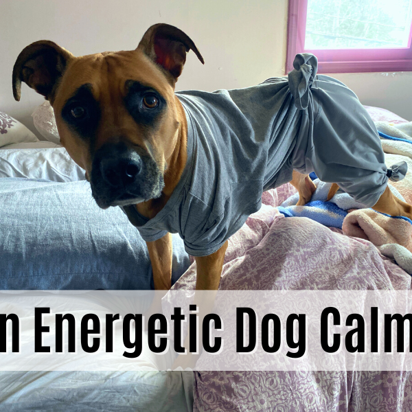 How to Keep an Energetic Dog Calm After Surgery