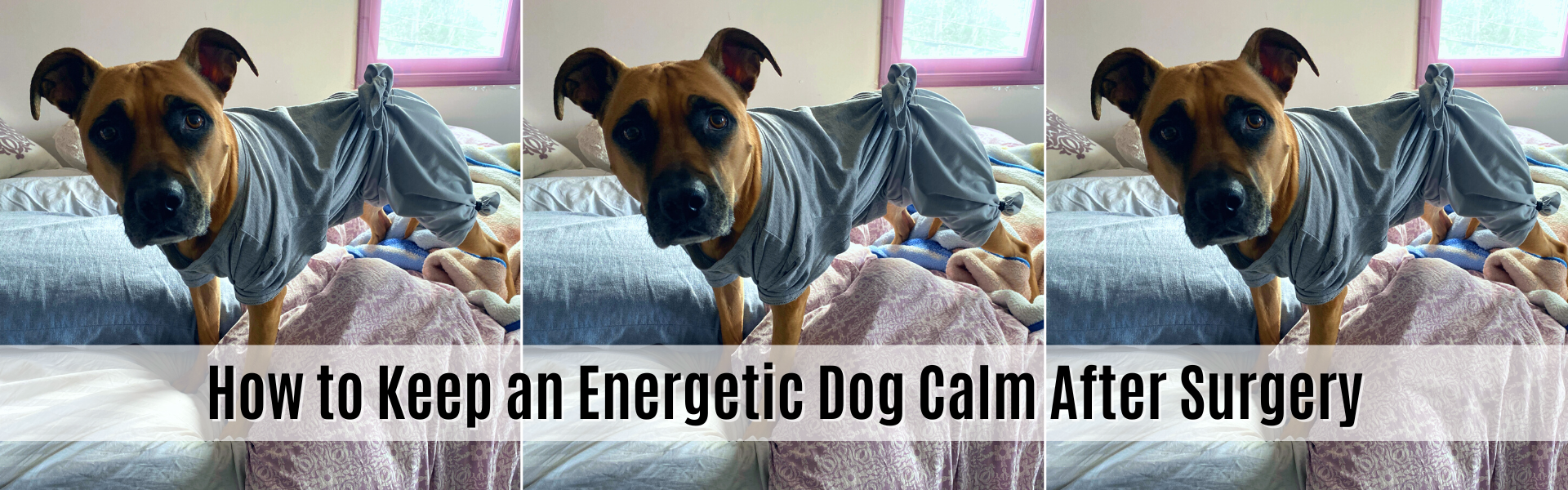 How to Keep an Energetic Dog Calm After Surgery