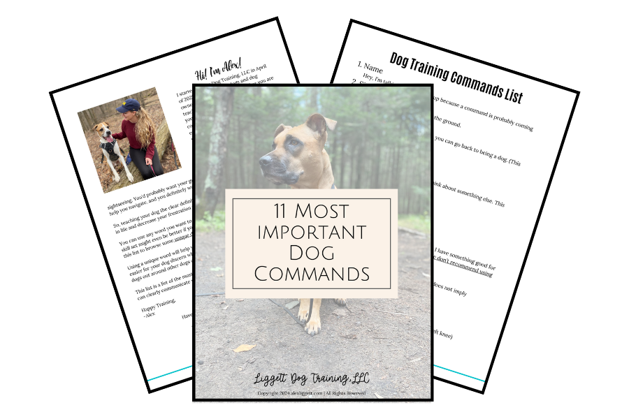 dog commands list