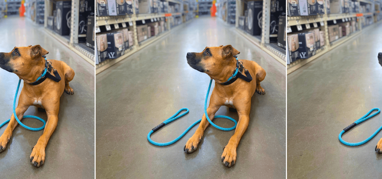best dog leashes for training