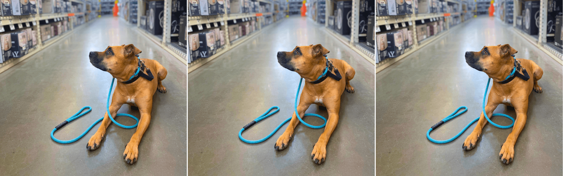 Best Dog Leashes for Training