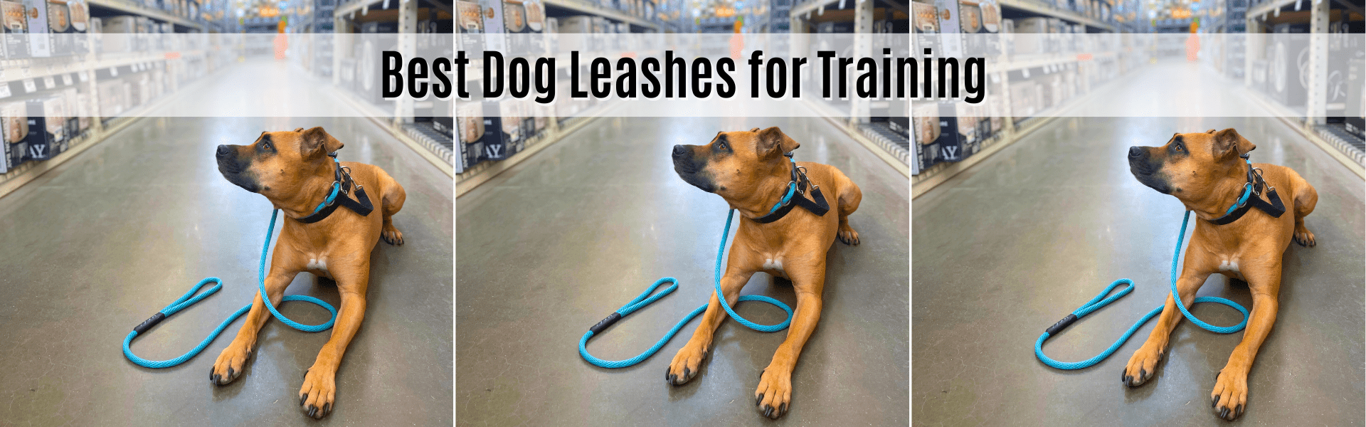 best dog leashes for training
