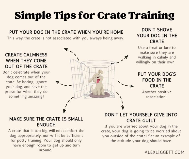 Image showcasing Dog Has Anxiety | 10+ Tips to Help Your Dog Feel Less Anxious