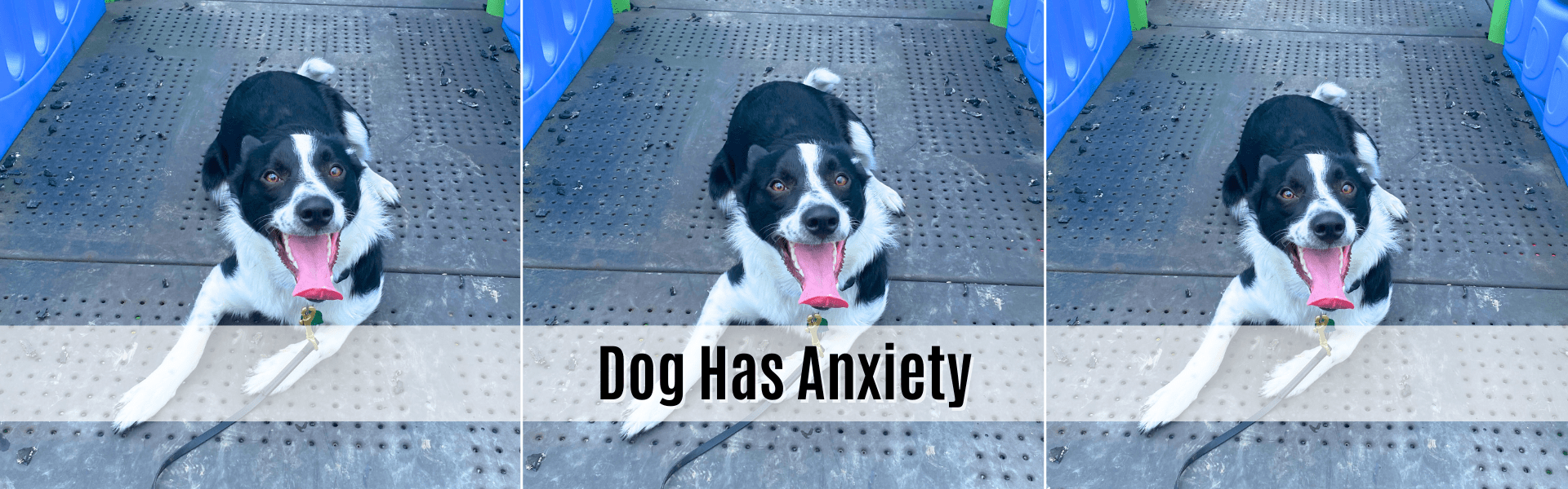 dog has anxiety