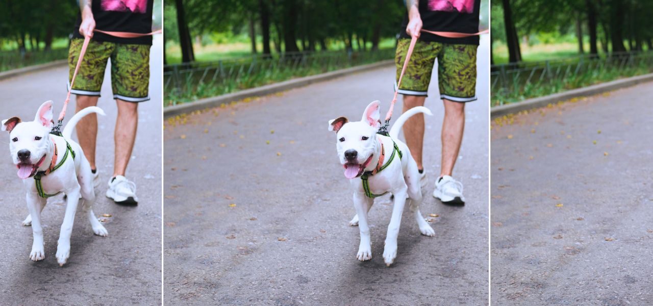 leash reactive dog