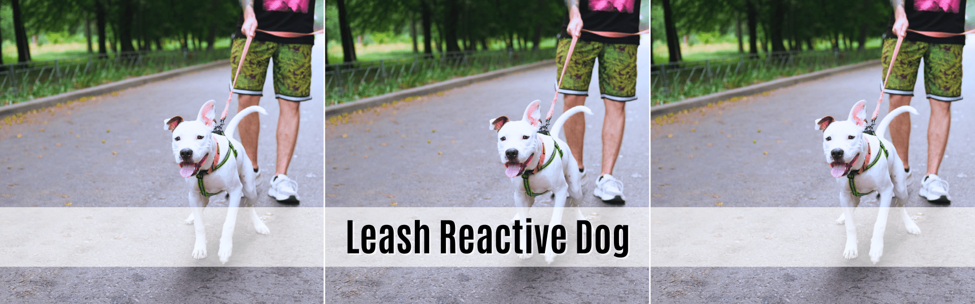 Leash reactive dog training near me best sale