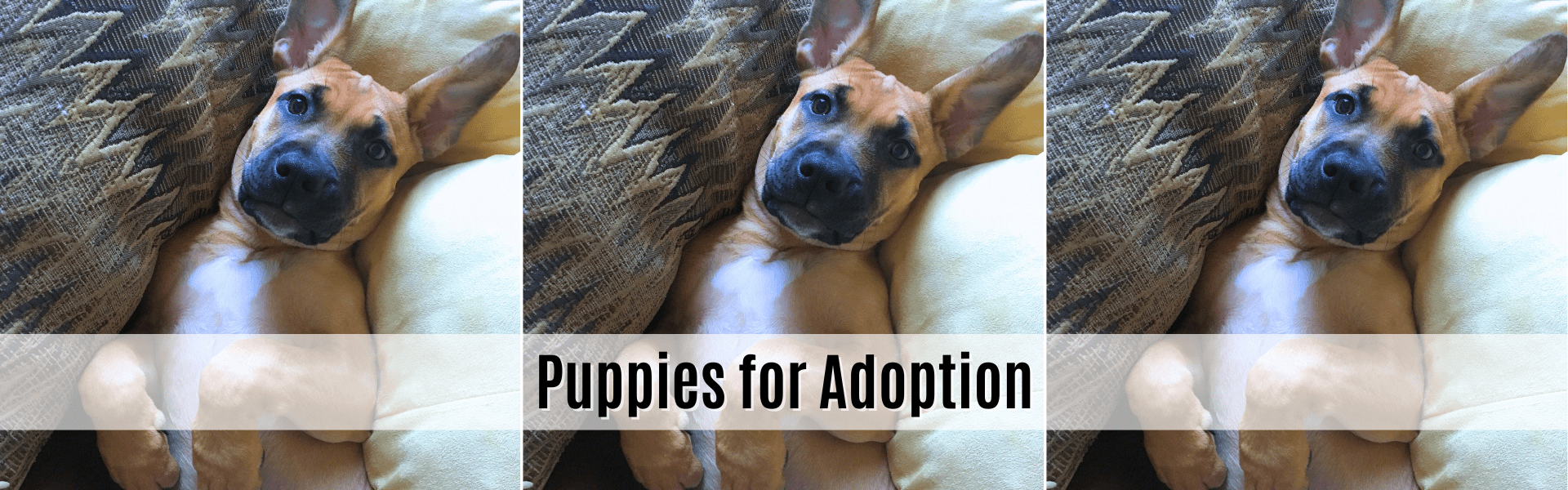 puppies for adoption