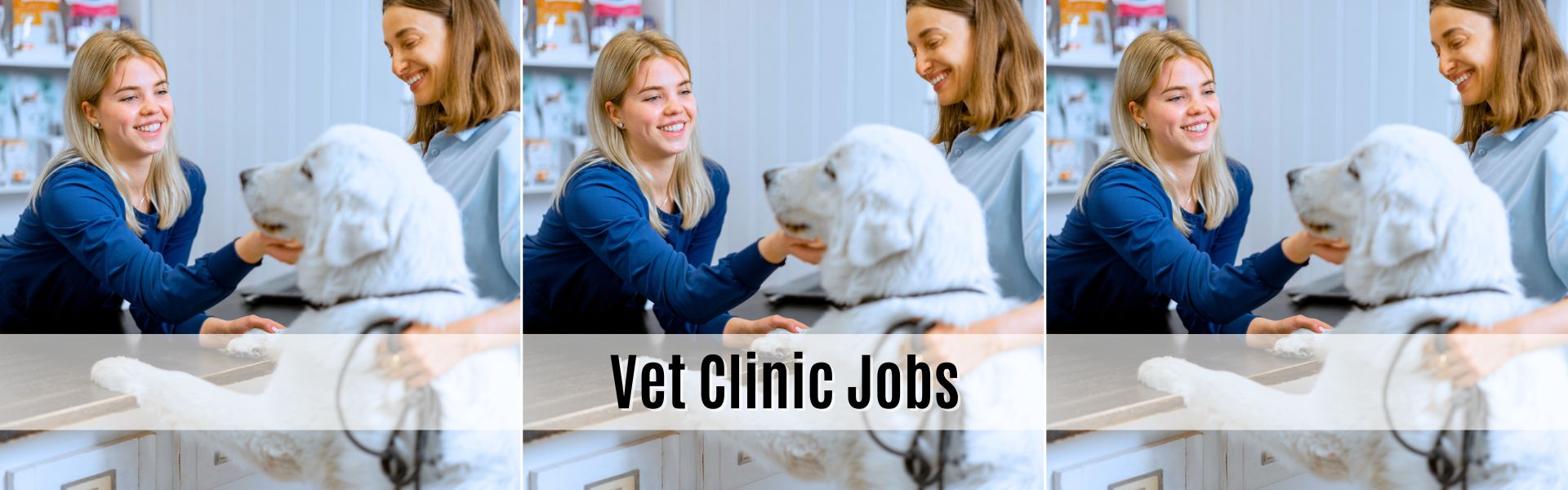 vet clinic jobs