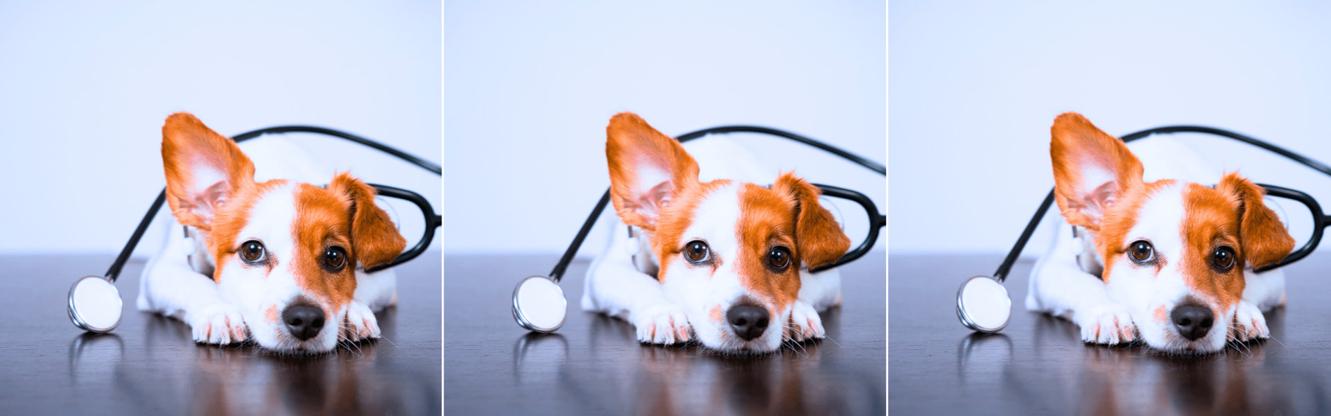 best dog first aid kit