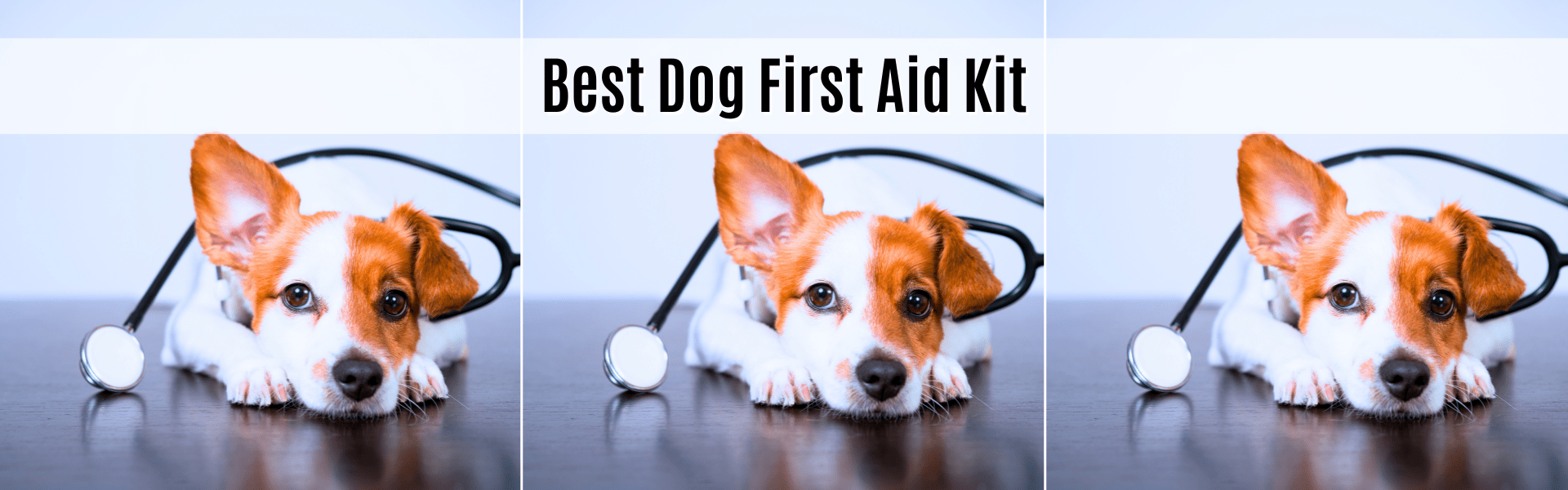 best dog first aid kit