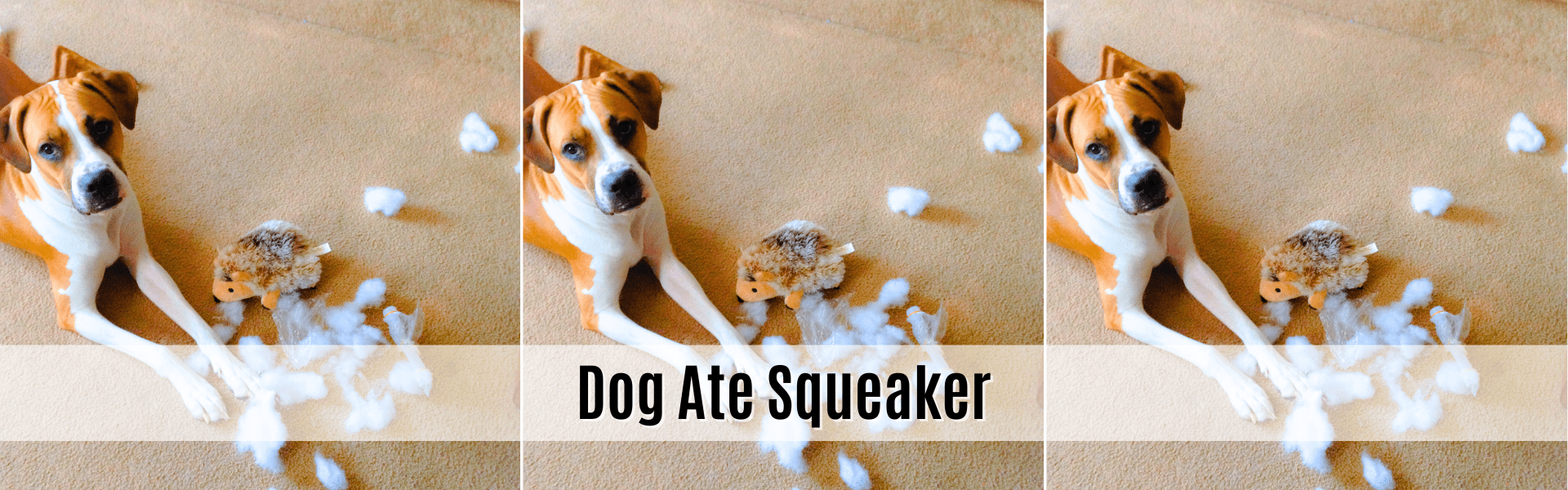 dog ate squeaker