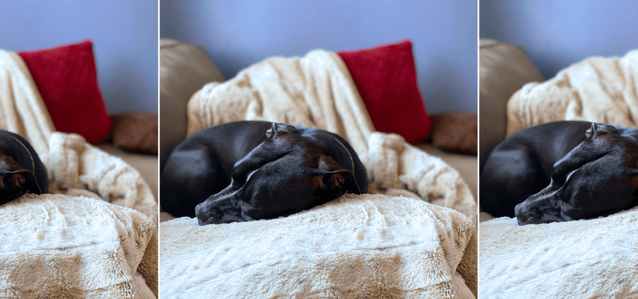 cheap blankets for dogs