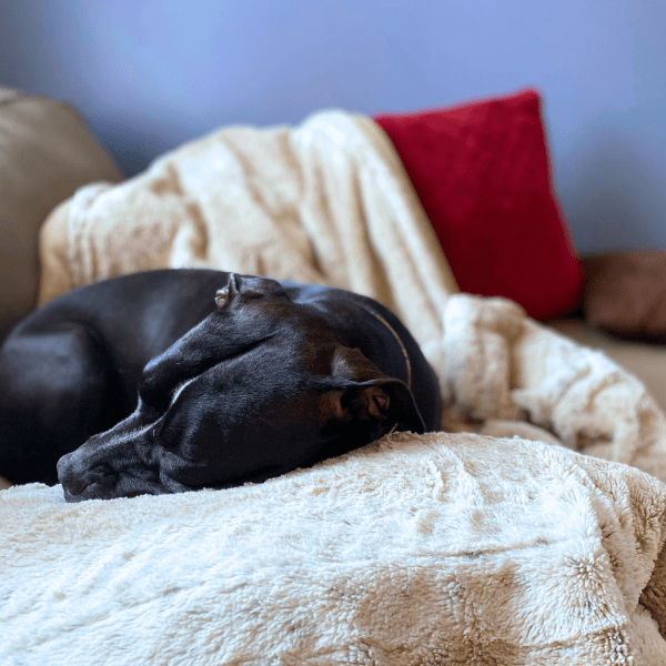 cheap blankets for dogs