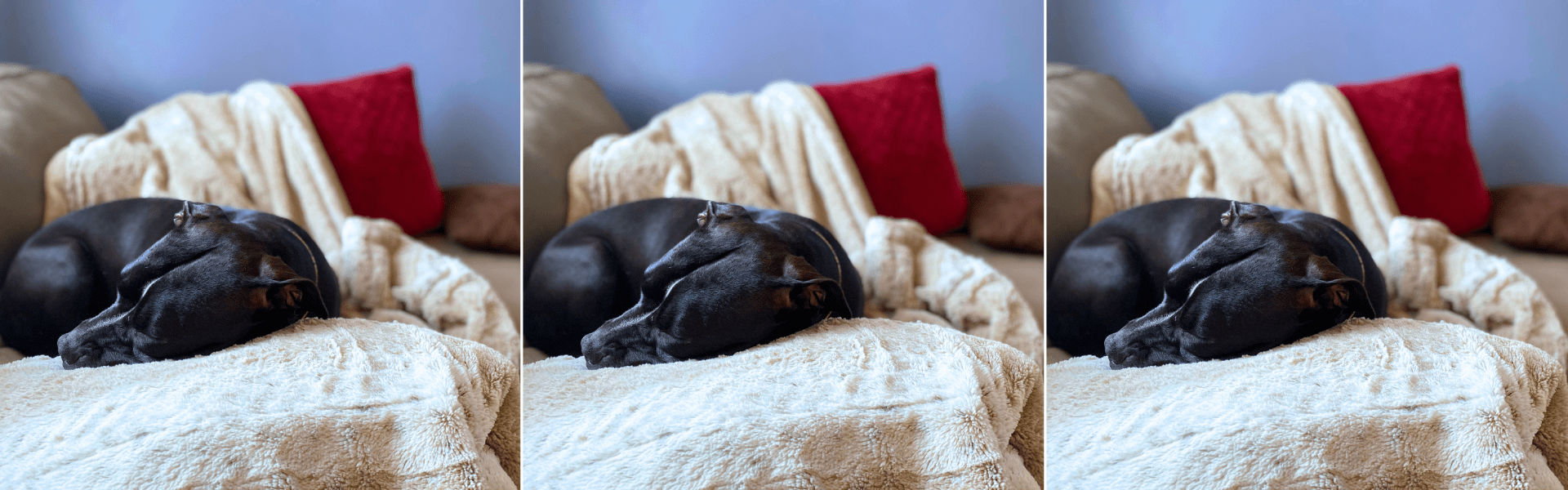 cheap blankets for dogs