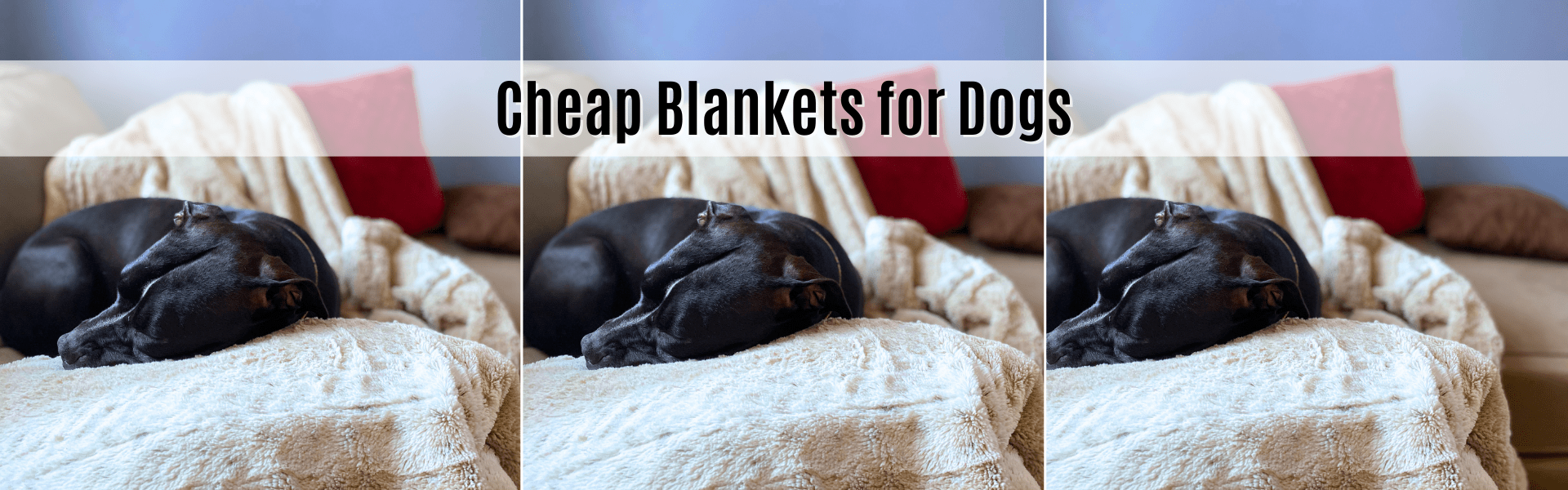 cheap blankets for dogs