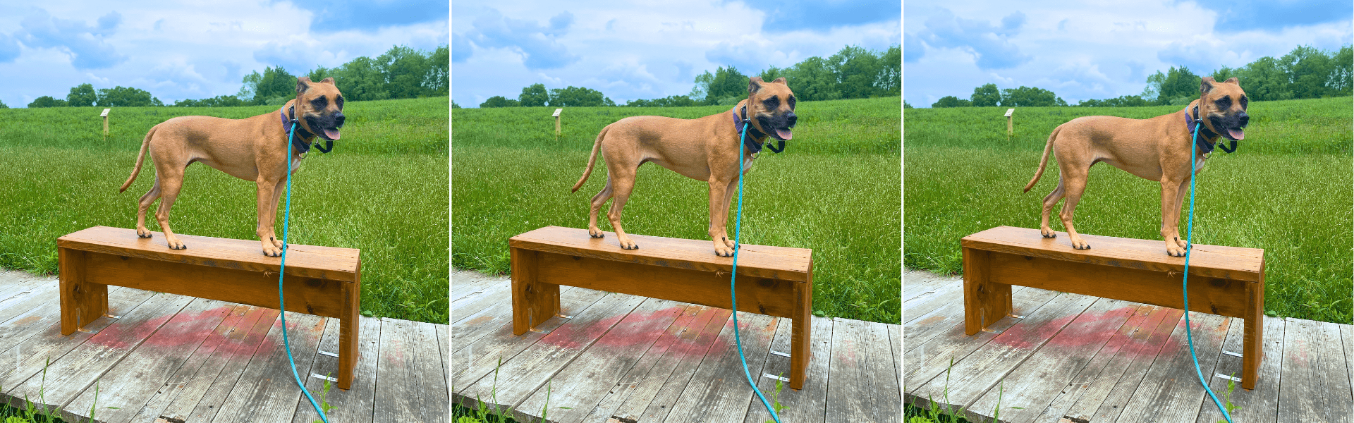 diy dog enrichment ideas