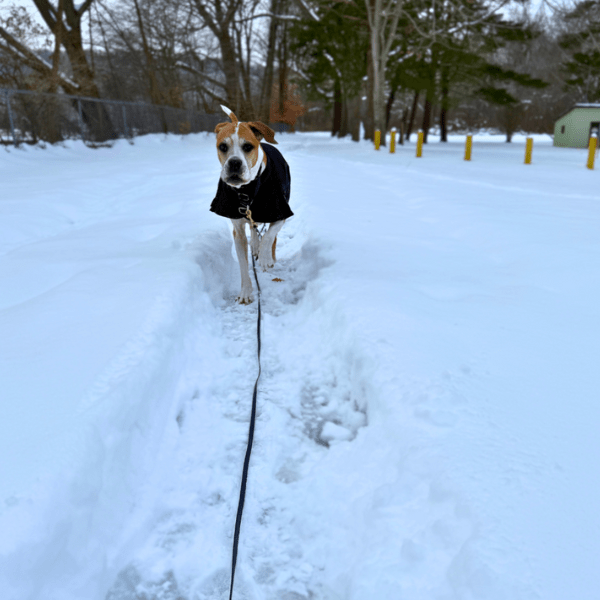 long leash training