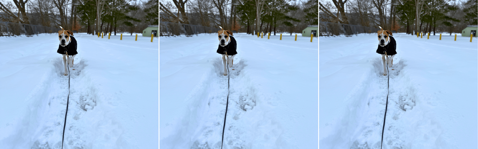 2 Easy Dog Long Leash Training Exercises to Improve Recall