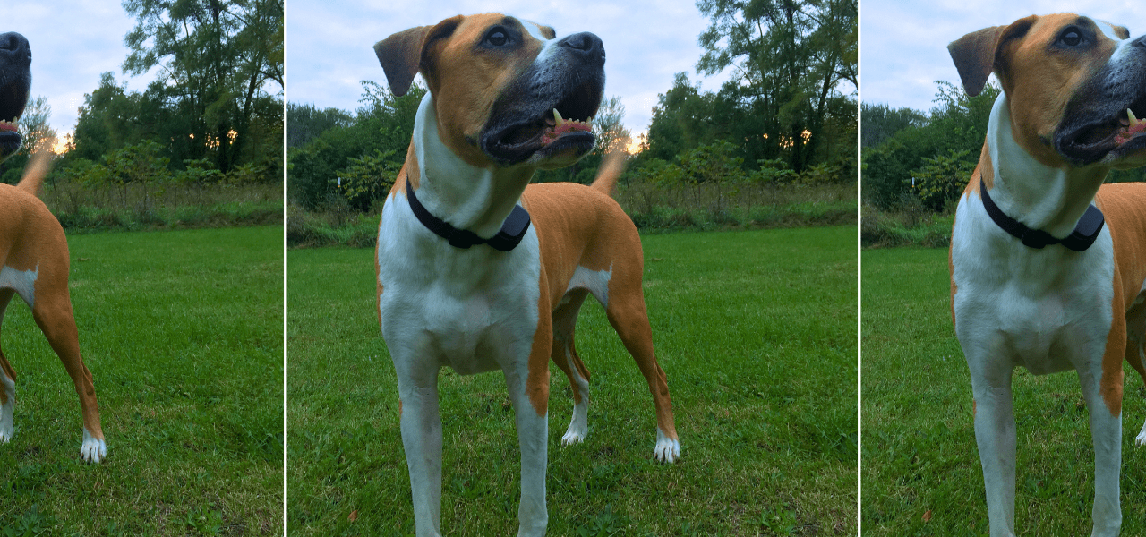 shock collar training