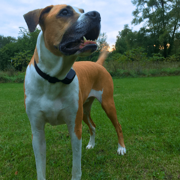 shock collar training