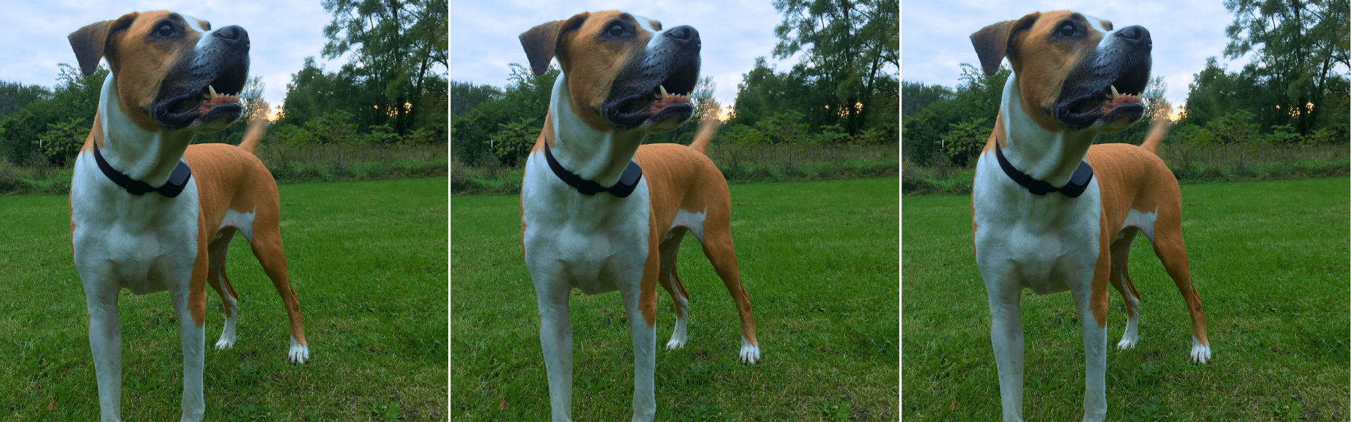 shock collar training