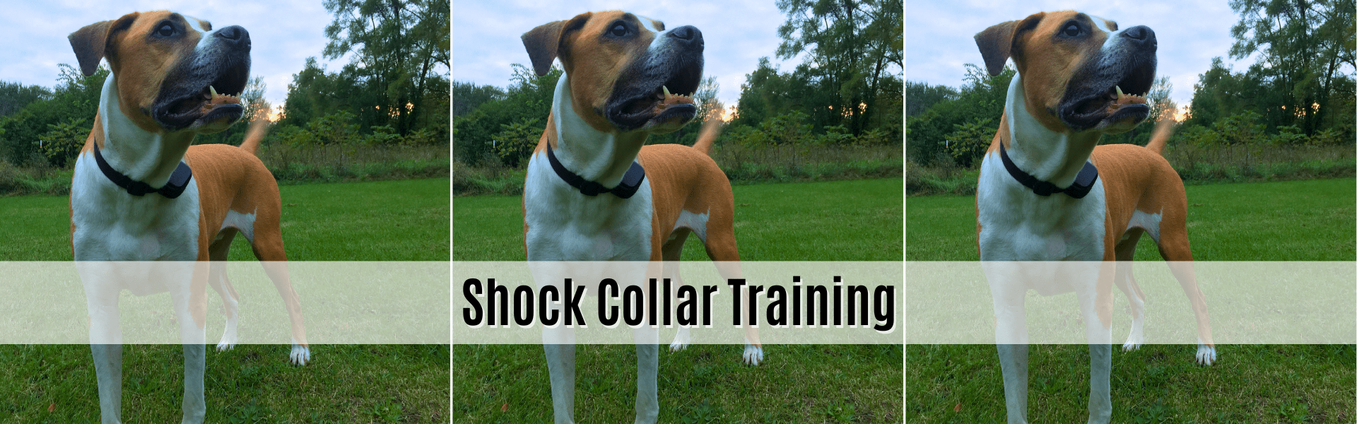 Shock Collar Training