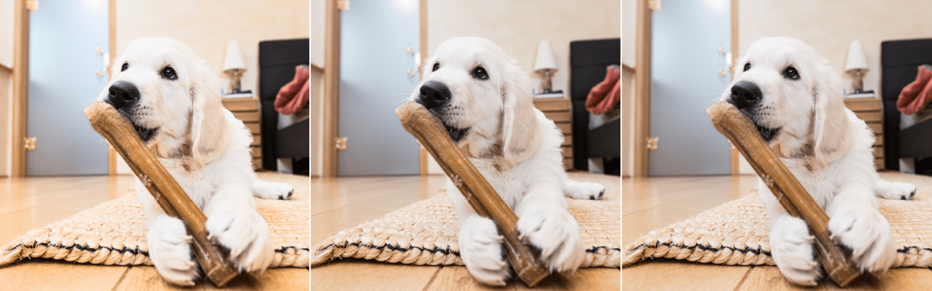 Puppy Chews on Everything | 18 Best Chews for Puppies