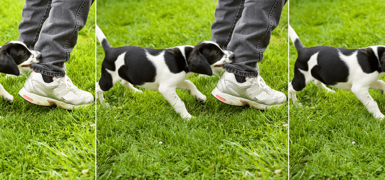 puppy biting hard